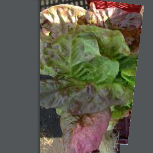 Lechuga Lisa Roxi